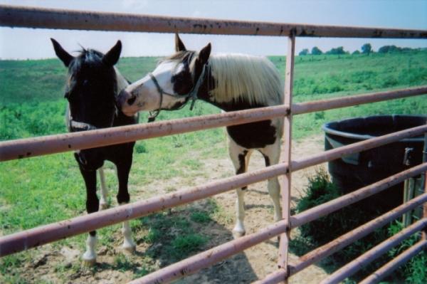 Care for a drink pretty lady(Susie Q and Sky)