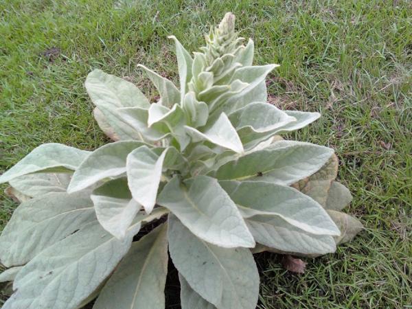 first year Mullein rosette