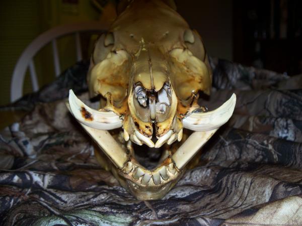 Front view on hog head mount