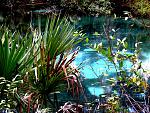 Juniper Springs 016