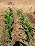 grain corn