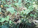 field mustard