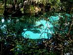 Juniper Springs 047