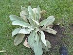 First year Mullein rosette