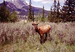 Canada elk