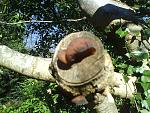 jews ear fungus