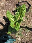 green chard