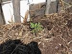 roma tomato transplants.