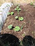 acorn squash transplants