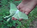 luna moth