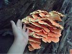 chicken of the woods yum :)