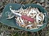 Bushclass Feather Stick and Shavings Lesson