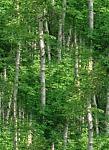 birch forest tile