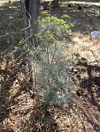 dill. this one plant gave enough seed to plant a field of the stuff.