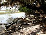 Cumberland Island