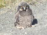 Baby Owl near Eureka Alaska