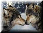 Wolf pics