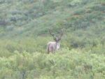 Bull Caribou