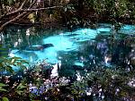 Juniper Springs 015