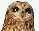 Wise Old Owl's Avatar
