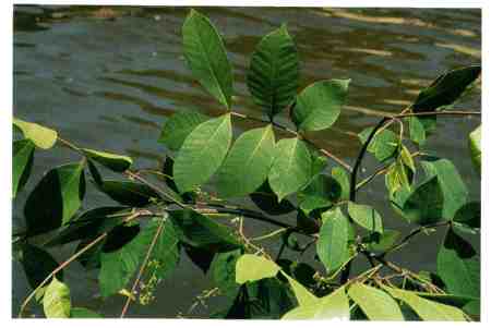 what does poison sumac rash look like. what does poison sumac rash look like. what does poison sumac rash