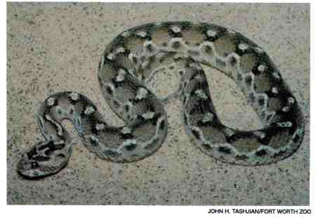 beaked sea snake