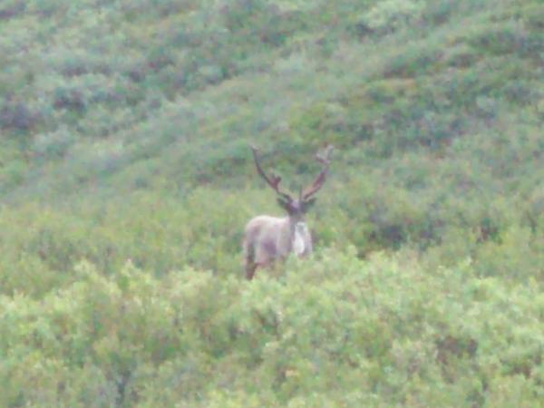 Bull Caribou