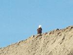 Beach Buzzard