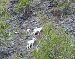 Dall Sheep with lamb