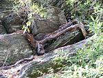 Smoky Mountains