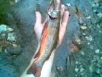 About 11.5 inches long. Shot with willow fish arrow in stomach in 5 inch deep water, from about 6 feet away.