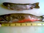 More fish harvested from the creek with my bow during the fall.