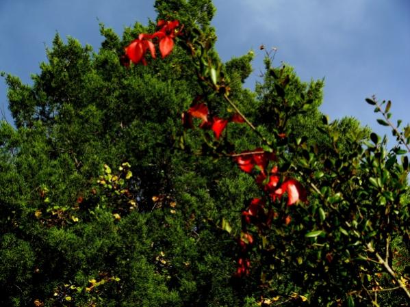 Juniper Springs 003