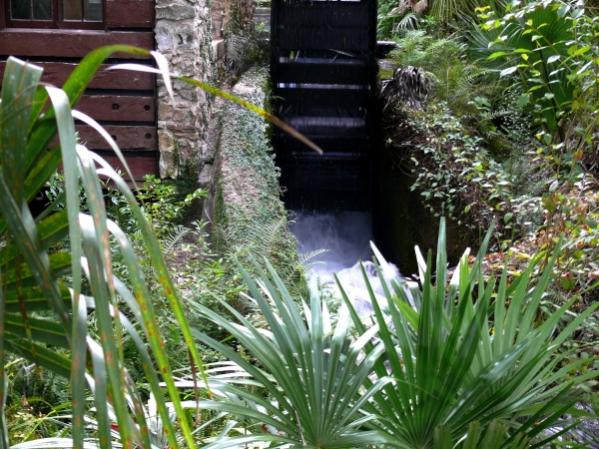Juniper Springs 008