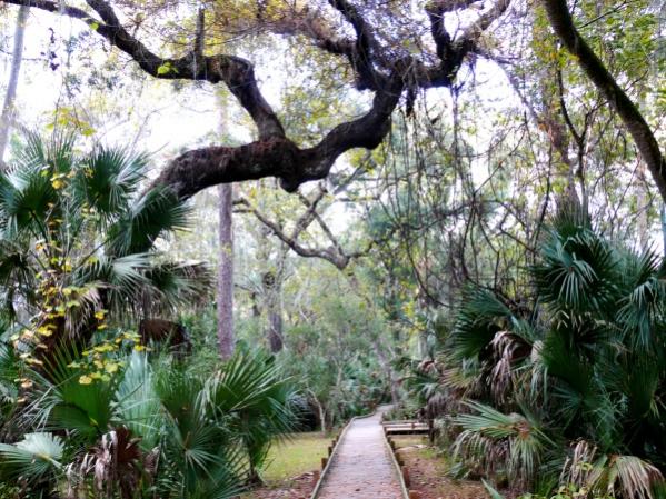 Juniper Springs 020