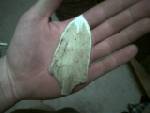 A large atalatl bone arrowhead with flared edges made from turle shell (the sections broke off, carved out with flint)