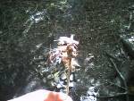 A cobob is grasshopers I used a sapling to whip and kill. cooked and ate them