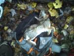 A Rabbit brother snared with soaking wet Indian Hemp cordage.