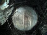 heart wood/sapwood detail on a 3 inch thick diameter Osage Orange tree