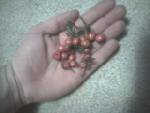 Some edible wild buffalo berries I was snacking on near my campsite.
