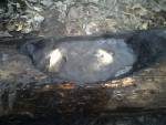Rock boiling in one of my coal-burned container, making a nice stew with creek water and strips of Pine inner bark.