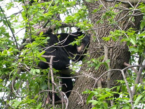 Bear