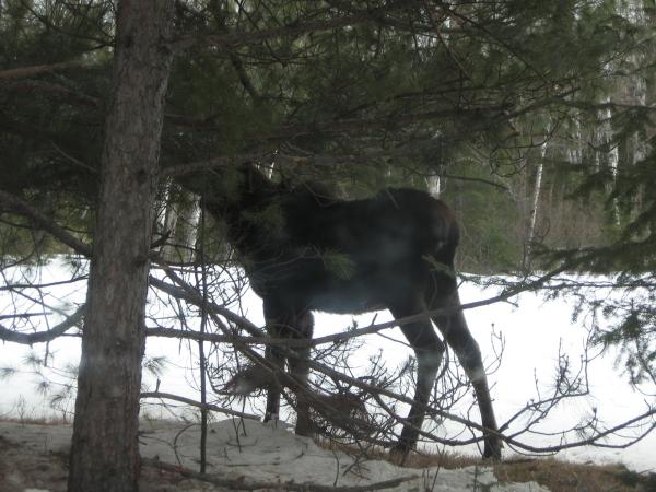 Young Moose