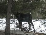 Young Moose