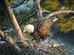 Eagles+Nest