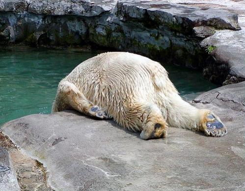 polar bear butt. found on web.