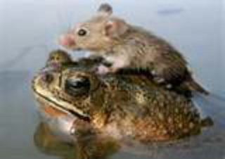 This is a true swamp mouse.