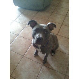 Rhyno / Blue Brendal