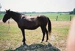 Sun Dee Cutter (broodmare)