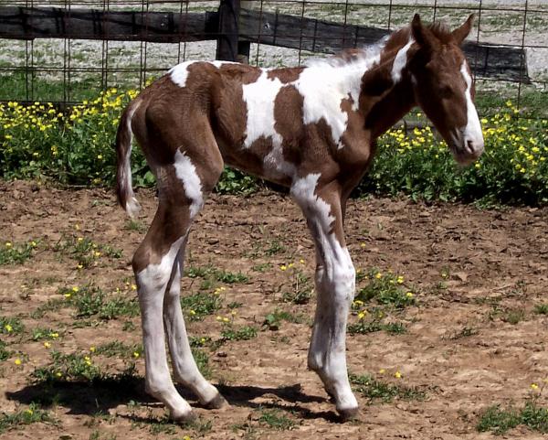 caddo(week old) born on (5-18-09)
